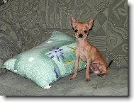 Chihuahua