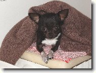Chihuahua