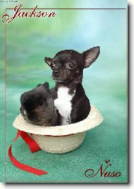 Chihuahua
