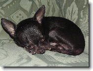 Chihuahua