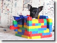 Chihuahua