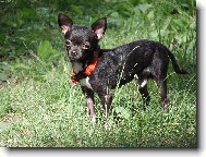 Chihuahua