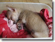 Chihuahua