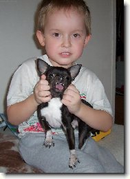 Chihuahua