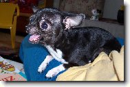 Chihuahua