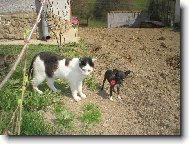 European Shorthair Cat