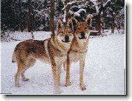 Czechoslovakian wolfdog