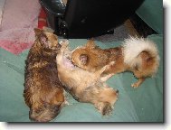 Chihuahua