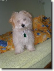 Bichon Havanais, Havanese