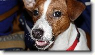 Jack Russell Terrier