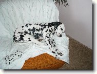 Dalmatian \\\\\(Dog standard\\\\\)