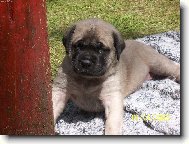 English Mastiff