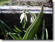 Convallaria majalis