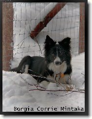 Border Collie