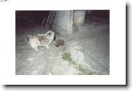 Pekingese, Pekinese, Peking Palasthound