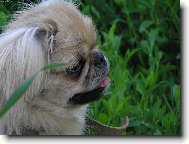 Pekingese, Pekinese, Peking Palasthound