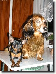 PRAGUE RATTER