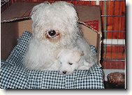 Coton de Tulear