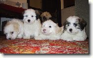 Coton de Tulear