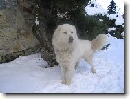 Slovak Cuvac