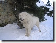 Slovak Cuvac