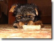 Jorkšírský terier, Yorkshire Terrier,