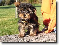 Jorkšírský terier, Yorkshire Terrier,
