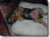 Jorkšírský terier, Yorkshire Terrier,