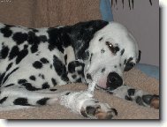 Dalmatian \\\\\(Dog standard\\\\\)