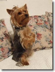 Jorkšírský terier, Yorkshire Terrier,