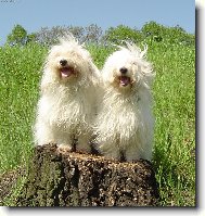 Coton de Tulear