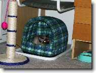 Siamese cat