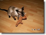 Siamese cat