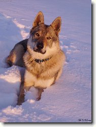 Czechoslovakian wolfdog