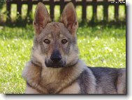 Chechoslovakian wolfdog \\\\\(Dog standard\\\\\)