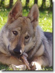 Czechoslovakian wolfdog