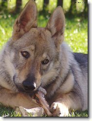 Chechoslovakian wolfdog \\\\\(Dog standard\\\\\)