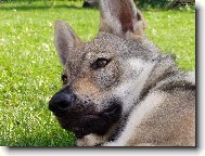 Czechoslovakian wolfdog