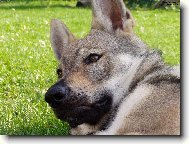 Chechoslovakian wolfdog \\\\\(Dog standard\\\\\)