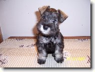 Zwergschnauzer, Miniature Schnauzer