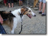 Borzoi  Russian Hunting Sighthound