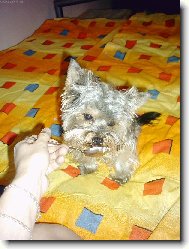 Jorkšírský terier, Yorkshire Terrier,