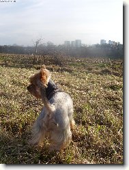 Jorkšírský terier, Yorkshire Terrier,