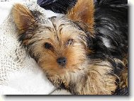Jorkšírský terier, Yorkshire Terrier,