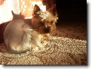 Jorkšírský terier, Yorkshire Terrier,