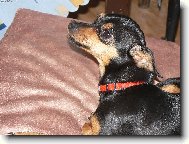 PRAGUE RATTER