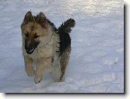 Shiloh shepherd