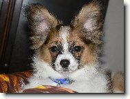 Papillon