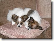 Papillon