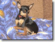 PRAGUE RATTER